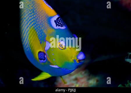 Queen Angelfish (Holacanthus ciliaris) in Bahamas Stock Photo