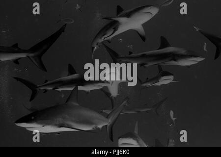 A group of sharks, mostly Grey Reef Sharks, and Lemon Sharks, swimming in Tiger Beach, Freeport, Bahamas. Stock Photo