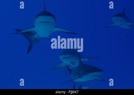 A group of sharks, mostly Grey Reef Sharks, and Lemon Sharks, swimming in Tiger Beach, Freeport, Bahamas. Stock Photo