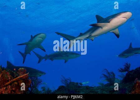 A group of sharks, mostly Grey Reef Sharks, and Lemon Sharks, swimming in Tiger Beach, Freeport, Bahamas. Stock Photo