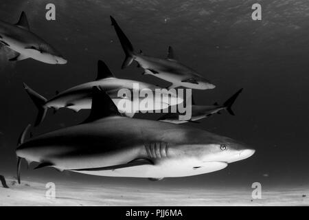 A group of sharks, mostly Grey Reef Sharks, and Lemon Sharks, swimming in Tiger Beach, Freeport, Bahamas. Stock Photo