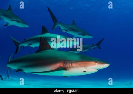 A group of sharks, mostly Grey Reef Sharks, and Lemon Sharks, swimming in Tiger Beach, Freeport, Bahamas. Stock Photo