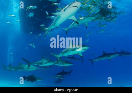 A group of sharks, mostly Grey Reef Sharks, and Lemon Sharks, swimming in Tiger Beach, Freeport, Bahamas. Stock Photo