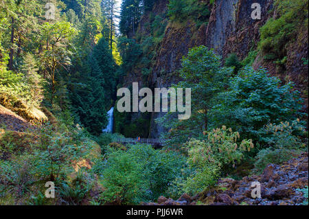 Hiking along Tanner Creek to wahclella Falls in the Columbia River Gorge.  The falls come into view along with a foot bridge where one can stand and o Stock Photo