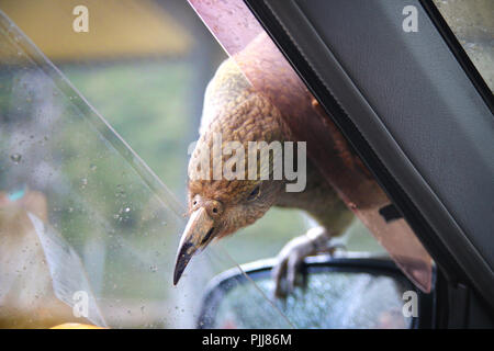 Native New Zealand Kea bird sitting on car mirror and trying to break inside with sharp beak while car is parked at Arthurs Pass Village parking Stock Photo