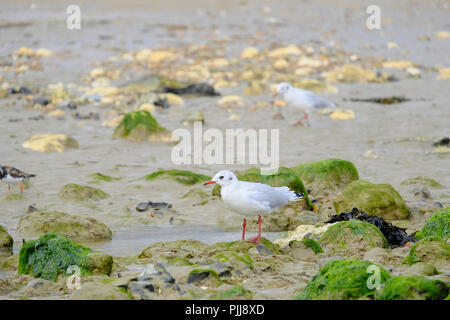 Young Black Headed Gulls foraging for food in rock pools at low tide on East Preston beach, West Sussex, UK Stock Photo