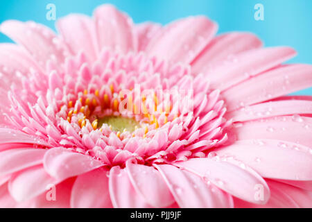 Close up duotone image of single pink gerbera germini fllower covered in water droplets against a blue pastel background Stock Photo