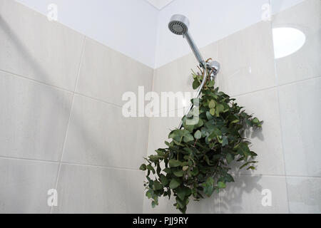 Eucalyptus gunnii bouquet in the shower Stock Photo