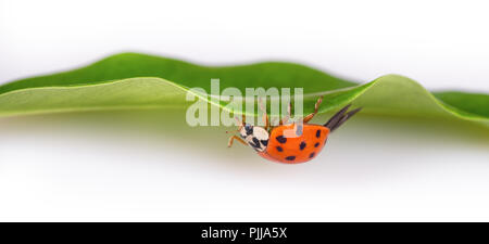 Red ladybug on green leaf. Facing upside down. Harmonia axyridis. Close-up of black spotted ladybird crawling on natural green plant. White background. Stock Photo
