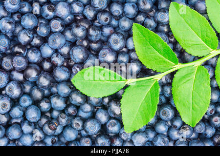 Beautiful texture of delicious healthy blueberries. Vaccinium myrtillus. Culinary background. Medicinal bilberry fruits. Decorative twig, green leaves. Stock Photo