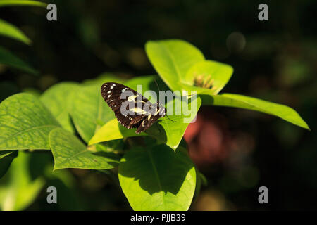 Atthis butterfly Heliconius atthis sits on a leaf in a garden. This butterfly is endemic to western Ecuador. Stock Photo