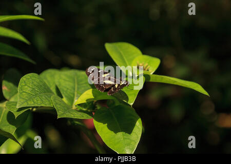 Atthis butterfly Heliconius atthis sits on a leaf in a garden. This butterfly is endemic to western Ecuador. Stock Photo