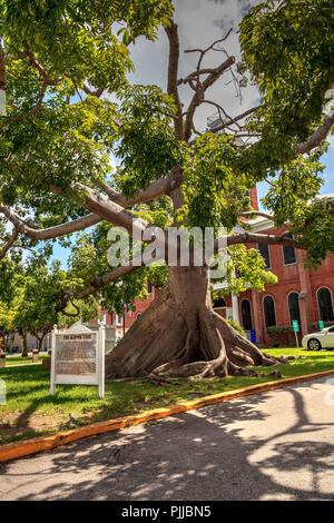 Large Kapok tree Ceiba pentandra, also called the Ceiba tree, growing in front of the Monroe County Courthouse in Key West, Florida Stock Photo