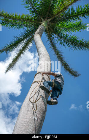 Adult male climbs tall coconut tree with rope to get coco nuts. Harvesting and farmer work in caribbean countries Stock Photo