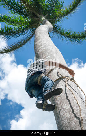 Adult male climbs tall coconut tree with rope to get coco nuts. Harvesting and farmer work in caribbean countries Stock Photo