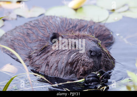 Beaver animal close up profile view in the water with lily pads and enjoying its surrounding and environment. Stock Photo