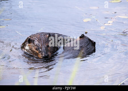 Beaver animal interacting in the water and enjoying their surrounding and environment. Stock Photo