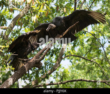 Black Vulture birds with their spread wings with foliage background their environment and surrounding. Span wings. Stretching wings. Couple. Two birds. Stock Photo