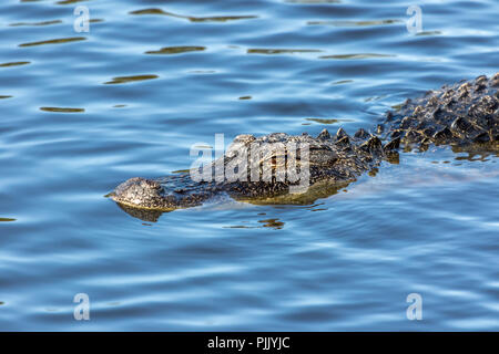 A swimming alligator in Everglades National Park in Florida. Stock Photo