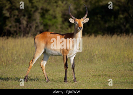 Male red lechwe antelope (Kobus leche) in natural habitat, southern Africa Stock Photo