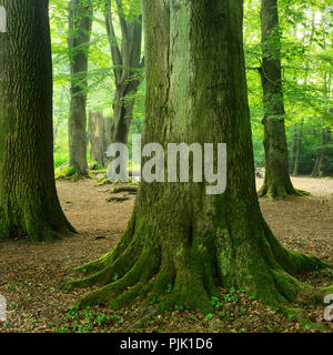 giant trees, mighty old beech trees and oak trees in a former wood pasture, Sababurg, Reinhardswald, North Hesse, Hesse, Germany Stock Photo