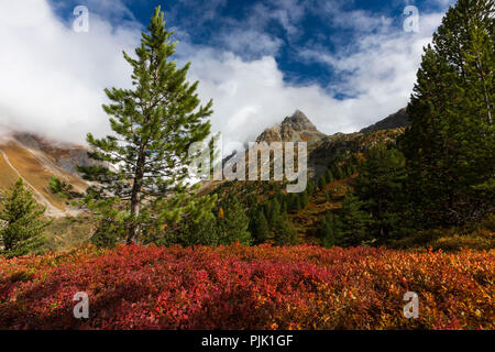 Autumn at the Albula Pass, canton of Grisons, Switzerland, Colourful bilberry shrubs Stock Photo