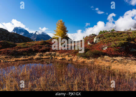 Autumn at 2300 meters above sea level at the Crap Alv Lajets on the Albula Pass, canton of Grisons, Switzerland, Stock Photo