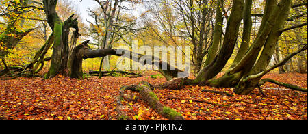 Old gnarly beech tree trees and oak trees in a former wood pasture, Sababurg, Reinhardswald, Northern Hesse, Hesse, Germany Stock Photo