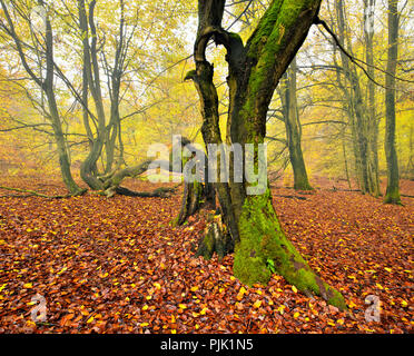 Ruin of an old beech tree in a former wood pasture, Sababurg, Reinhardswald, North Hesse, Hesse, Germany Stock Photo