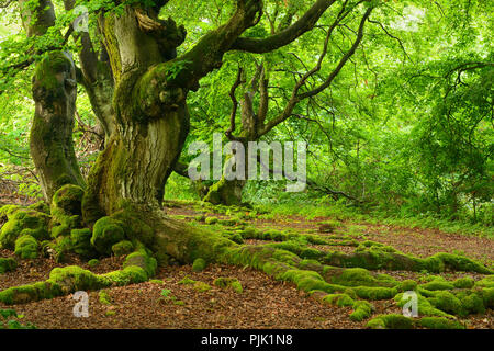 Old overgrown beech trees, moss-covered roots, Kellerwald, Hesse, Germany Stock Photo