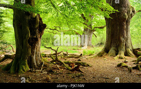 Old giant oaks and beech treees in a former wood pasture, Sababurg, Reinhardswald, North Hesse, Hesse, Germany Stock Photo