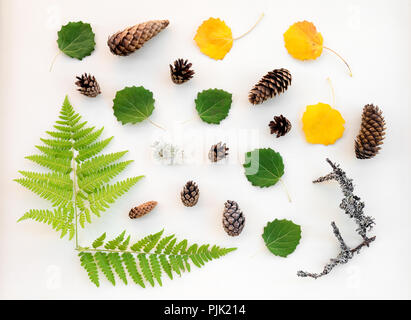 Scandinavian forest flat lay. Summer and autumn leaves, fern, fir cones and mossy twigs.