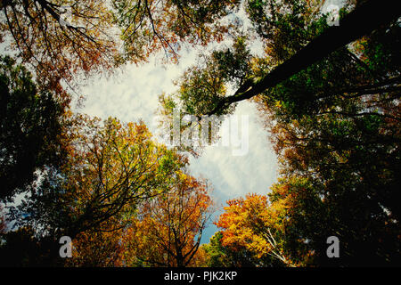 Autumnal Teutoburg Forest, trees from below, view of the sky, Stock Photo