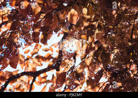 Copper beech artistical photographed with the help of double exposure in spring sun, Stock Photo