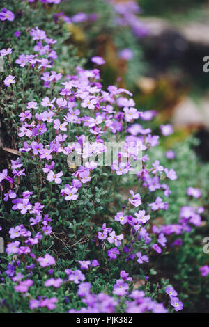 Delicate purple blooming Aubretia in the botanical garden in spring, Stock Photo