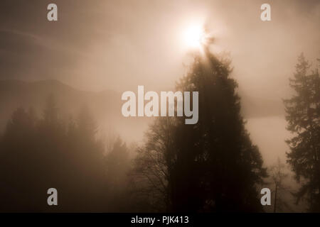 Misty mood with winter sun on the edge of the forest in the mountains Stock Photo