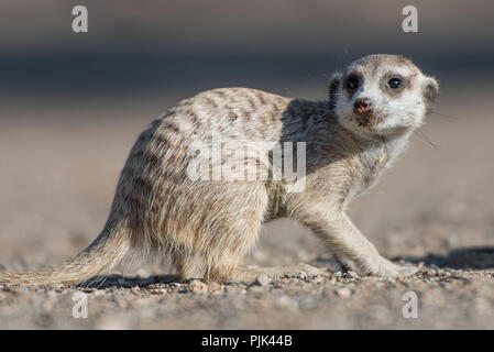 Meerkat (Suricata suricatta) in Namibia, early in the morning. Stock Photo