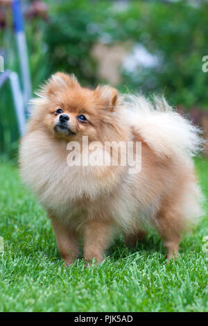 German Spitz in the park on a background of green grass. Stock Photo