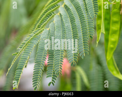 Close-up of green bipinnate leaves of persian silk tree or pink siris (Albizia julibrissin). Foliage and its immature fruit (flat brown pod) in the ba Stock Photo