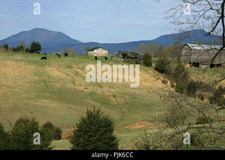 Cattle farm in Virginia's Blue Ridge Mountains, USA Stock Photo - Alamy