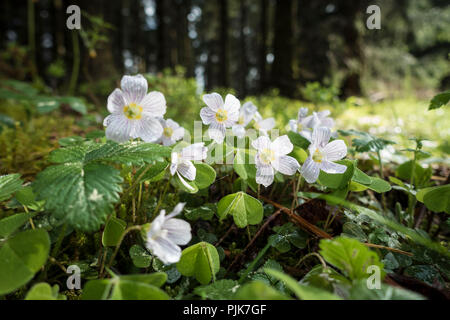 Flowering wood sorrel, Close-up Stock Photo