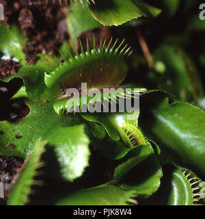 The Venus flytrap (also known as Venus's flytrap or Venus' flytrap), Dionaea muscipula, is a carnivorous plant. Stock Photo