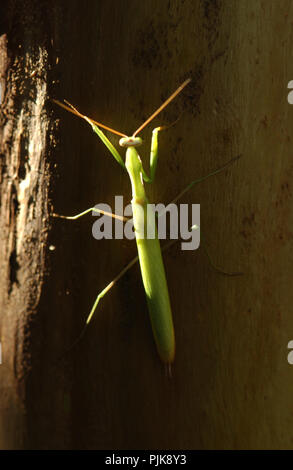 European mantis or Mantis religiosa is a large hemimetabolic insect in the family of the Mantidae (‘mantids’) Stock Photo