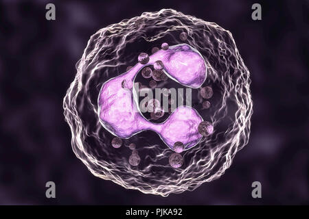 Neutrophil White Blood Cells, Computer Illustration. Neutrophils Are 