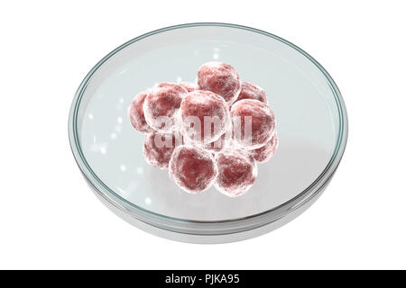 Human blastocyst in Petri dish. Conceptual computer illustration of artificial fertilization. Stock Photo