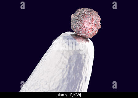 Human embryonic stem cell on a pin tip, conceptual computer illustration. Stock Photo