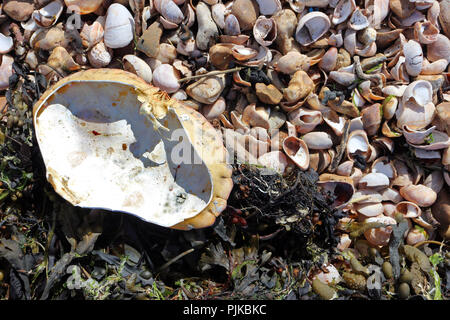 Crab shell on a beach Stock Photo