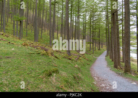 Hiking path though dense green forest along a lake in the lake district Stock Photo