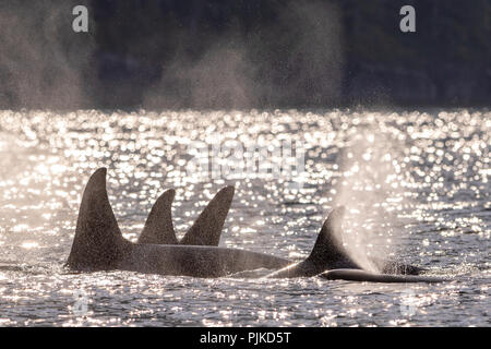 Northern resident orca whale pod (killer whales, Orcinus orca) travelling through Johnstone Tsrait on a beautiful later afternoon in early September,  Stock Photo