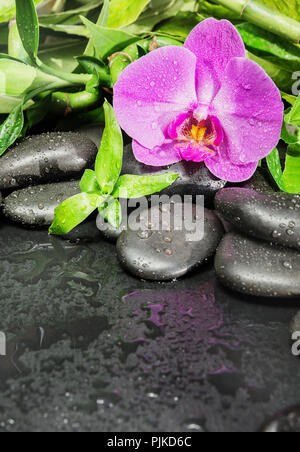 Spa concept with black basalt massage stones, pink orchid flower and lush green foliage covered with water drops on a black background Stock Photo